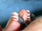 small opossum hands holding a person's thumb