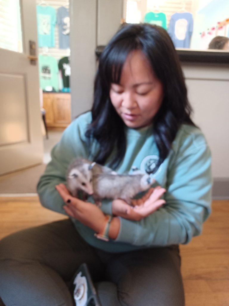 Megan Hong Zoo Program Specialist holds two juvenile opossums