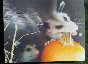 baby opossum chewing a pumpkin