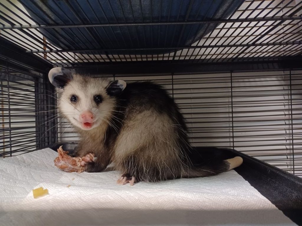 an opossum smiling while holding a piece of meat