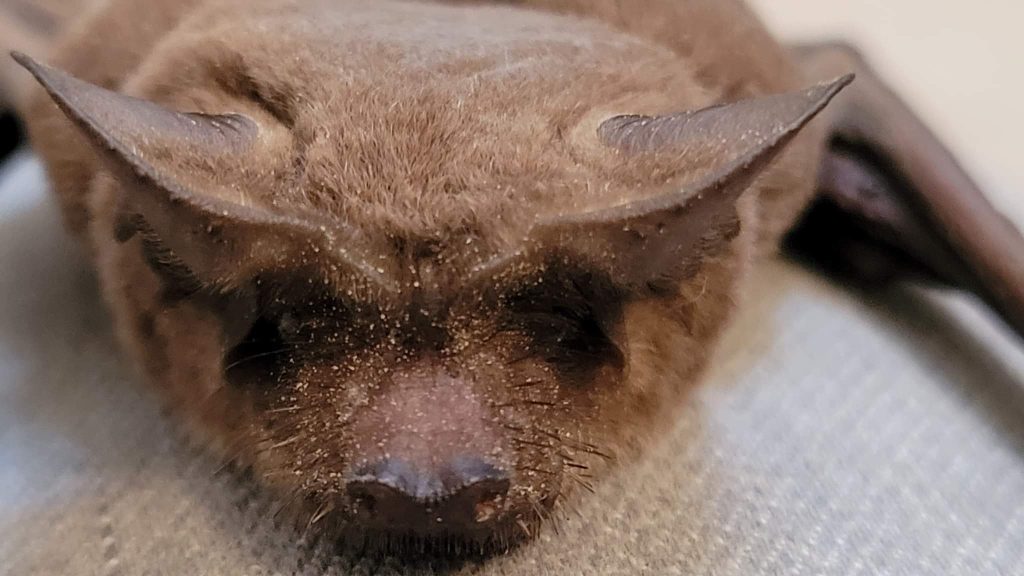 close up of a bat's face