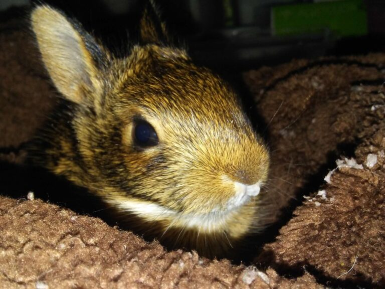 I found an orphaned bunny!  No, you probably didn’t!