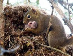 I found a baby squirrel-now what?