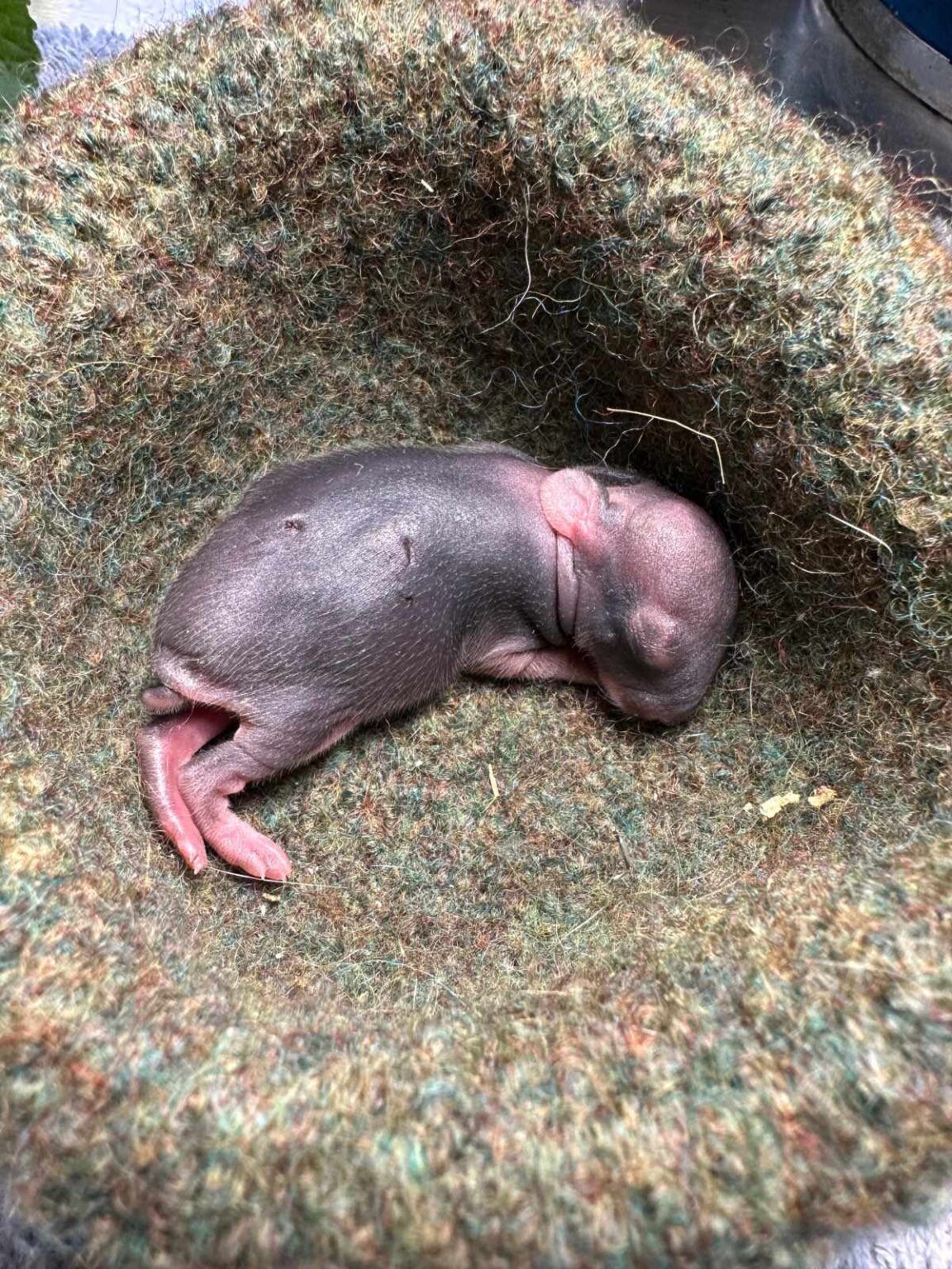 May 8 to 14, 2023 - Primarily Possums