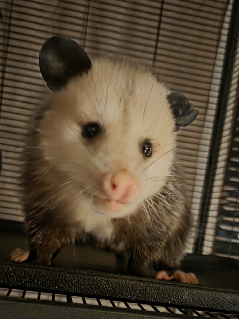 January 19, 2026 – February 1, 2026